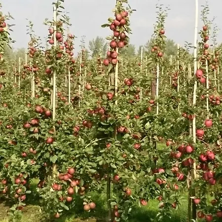 Gospodarstwo agroturystyczne Auf Dem Bio Obsthof Hollern-Twielenfleth
